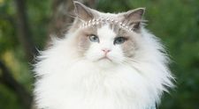 Grumpy Cat e istorie! O noua pisica face senzatie pe internet. Cum arata Aurora, felina-printesa care i-a cucerit pe internauti