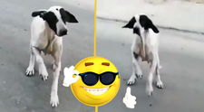 VIDEO Câinele care face pe milogul, viral pe internet. 'Nu m-ar deranja să fiu înșelat de el'