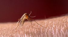 Focar de malarie în România. Specialist: Este posibilă o transmitere locală a malariei. Riscul vine din cauza încălzirii globale