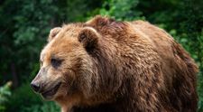 Șeful Ocolului Silvic din Argeș, atacat brutal de urs! Ce au surprins camerele de supraveghere și în ce stare se află acum bărbatul VIDEO