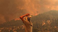 Un măslin vechi de 2500 de ani, distrus de incendiile din Grecia