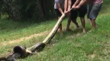 Trei sateni au ajutat un catelus sa scape din gura unui sarpe anaconda