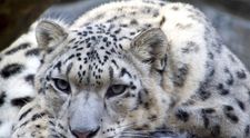 Tragedie la grădina zoologică din Nebraska! Trei leoparzi ai zăpezii au murit din cauza coronavirusului 