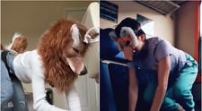 Mai mulți elevi se identifică drept animale! Vin la școală costumați și urcă scările în patru labe: „Își pun urechi, cozi...”