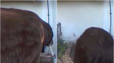 Un urs de 250 de kilograme și-a făcut bârlog sub locuința unei familii: „Am auzit un mârâit uriaș”. Nici autoritățile nu au reușit să îl alunge VIDEO
