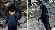 Noi imagini cu ursul acuzat că este un om deghizat. Acum vizitatorii sunt și mai convinși că nu e real. Ce spun experții