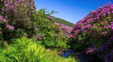 Fenomenul care atrage mii de turiști la munte în fiecare vară. Ciucaș, Bucegi și alte zone unde rhododendronul face spectacol