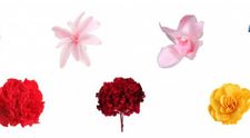 (P) Lumea florilor criogenate - Crioflowers, pentru sărbători de iarnă magice