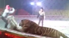 Un cal a fost atacat brutal de un tigru si un leu in timpul unei repetitii de la circ