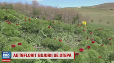 Spectacol de culori in Mures. Au inflorit bujorii de stepa din Zau de Campie, o rezervatie unica in Europa