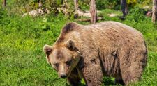 S-a speriat de urs și a fugit în pădure. Salvatorii au căutat o zi întreagă o femeie plecată la cules de afine