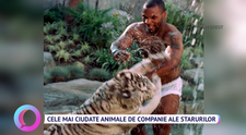 Cele mai ciudate animale de companie ale starurilor de la Hollywood