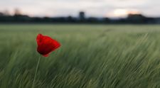 (P) 5 beneficii ale planificarii in avans a serviciilor funerare si inmormantarii