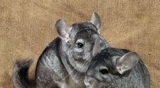 Atractii noi la Gradina Zoologica din Targu Mures. Speciile exotice primite in dar din Olanda