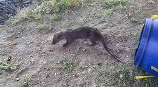 O vidră a ajuns într-un salon de coafură. Ce s-a întâmplat ulterior cu animalul, o specie strict protejată - VIDEO
