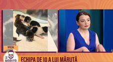 Ajută și tu cei mai simpatici pisoi, prezentați La Măruță! Vezi cum!