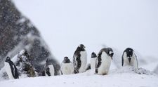Cum se trăiește în Antarctica, singurul continent de pe glob unde nu s-au înregistrat cazuri de Covid-19
