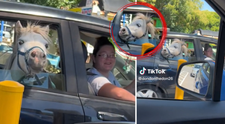 VIDEO viral pe TikTok. Calul, pe bancheta din spate a mașinii, la coadă la drive-thru