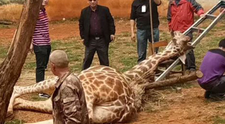 O girafa a murit tragic intr-o gradina zoologica