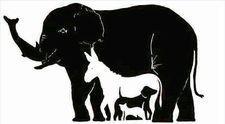 Testul care iti pune la incercare puterea de concentrare. Cate animale vezi in imagine: tu le-ai gasit pe toate 16?