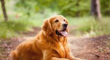 Concurs international canin la Bistrita Nasaud. 500 de caini au defilat si si-au etalat frumusetea si tinuta
