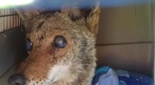 Au salvat de la moarte un coiot orb. Ce au descoperit in cusca animalului dupa cateva zile