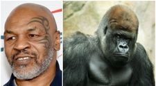 Mike Tyson, dezvăluire șocantă: A dat 10.000 de dolari pentru a se lupta cu o gorilă de la Zoo