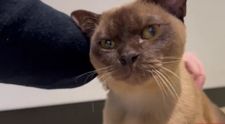 „Este un miracol!” Pablo, un pisoi birmanez, a supraviețuit după ce a stat 55 de minute în mașina de spălat care mergea