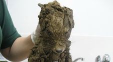 Au gasit un animal misterios 