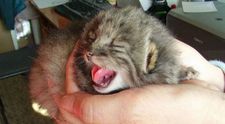 A crezut ca a gasit pui de pisica in hambar. Cateva luni mai tarziu, a avut parte de o surpriza. Ce erau animalele