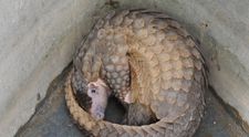 Ce se întâmplă acum cu pangolinii, despre care se crede că sunt sursa noului coronavirus