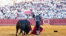 Cel mai bun toreador din Spania, rănit grav de un taur la o coridă din Sevilla. Spectatorii au privit cu groază cum acesta își înfige cornul drept în...