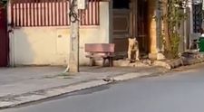 Un leu a fost filmat în timp ce se plimba pe străzile unui oraș. Animalul ar fi fost eliberat intenționat