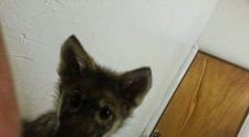 Un barbat a adoptat catelus, dar cateva luni mai tarziu a realizat ca patrupedul nu este unul obisnuit. Ce a descoperit