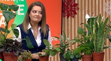 Iată ce plante trăiesc fără lumină naturală! Sunt perfecte pentru băi și colțuri întunecate și recomandate de experți