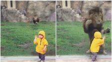 Un baietel simpatic a mers in vizita la zoo. Ce s-a intamplat in momentul in care s-a apropiat de tarcul leului
