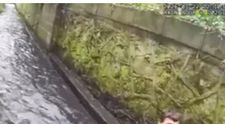 Cea mai amuzantă arestare. Momentul când un hoț țipă ca o fetiță, în timp ce e mușcat de agentul canin Bowser, înainte să-i cadă pantalonii și să fie reținut de poliție
