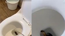 Clipe de groază la hotel! Momentul în care un șarpe veninos, de aproape 1,2 metri, iese dintr-un vas de toaletă! Un turist a filmat totul