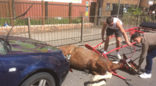 Un cal a fost lasat sa moara in mijlocul drumului, dupa ce a fost izbit de o masina