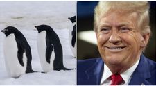 Cea mai nouă trăsnaie a lui Donald Trump. A impus tarife de 10% unei insule locuite doar de pinguini. Comentariile sunt hilare: ”Să plătească, că-și permit!”