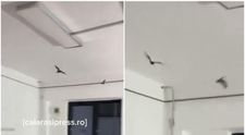 Imagini șocante din Spitalul Municipal Olteniţa! Mai mulți lilieci au fost filmați în timp ce zboară într-un salon. Cum a reacționat conducerea unității medicale