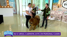 VIDEO Nu e ursul Carpatin, este un personaj canin