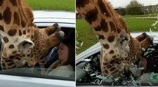 Accident teribil intr-un parc safari dupa ce un geam s-a spart in capul unei girafe