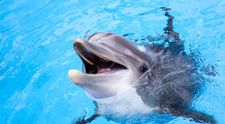 Un pescar a fost arestat pentru că a mâncat un delfin, după ce l-ar fi prins „din greșeală”