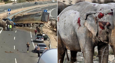 Un elefant de la circ a murit dupa ce camionul in care se afla a intors ilegal pe autostrada