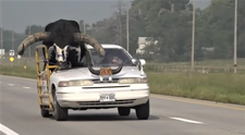 Un șofer a fost tras pe dreapta fiindcă transporta un taur uriaș cu mașina personală. Ce i-a făcut polițistul