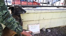 Un câine de salvare din Mexic și-a pierdut viața în urma operațiunilor din Turcia. Tributul adus de Forțele Armate Mexicane