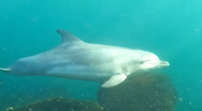 Un scafandru român a surprins delfini în libertate, în Marea Neagră. Imaginile sunt senzaționale VIDEO