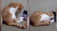 Reacția emoționantă a unui motan atunci când își revede stăpânul care a murit