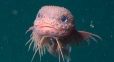 A fost descoperită o creatură marină care seamănă cu Labubu: drăgălașă, ciudată și un pic înfricoșătoare